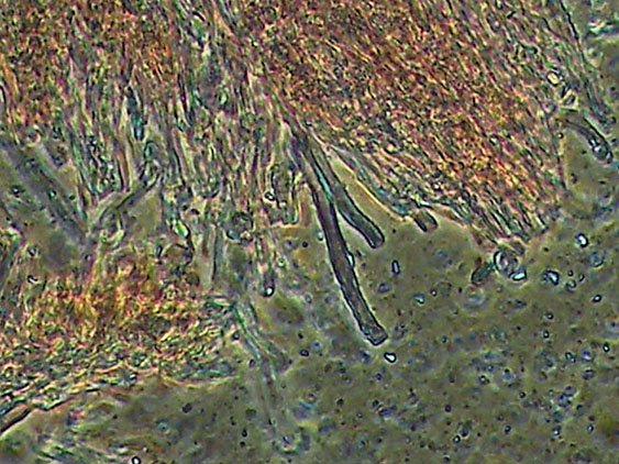 Forse Schizopora paradoxa? - foto 3343 (Phlebia aurea)