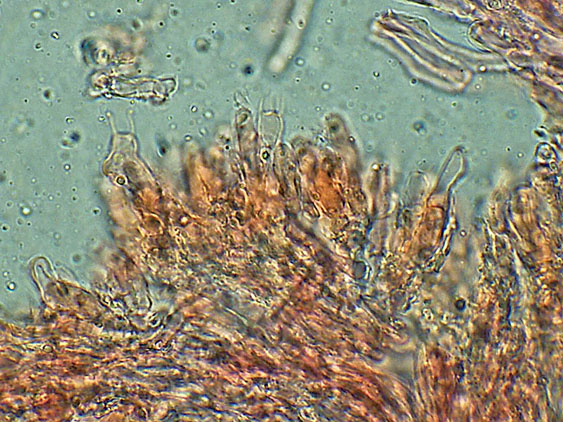 Forse Schizopora paradoxa? - foto 3343 (Phlebia aurea)