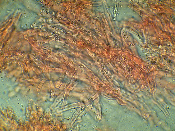 Forse Schizopora paradoxa? - foto 3343 (Phlebia aurea)