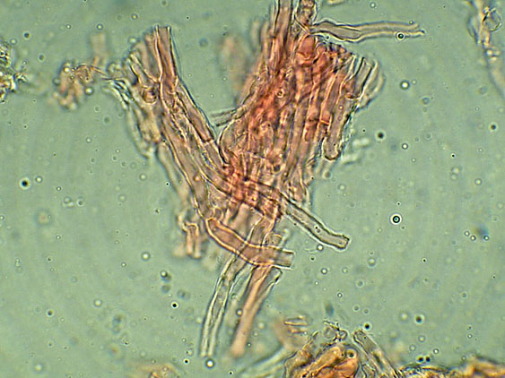 Forse Schizopora paradoxa? - foto 3343 (Phlebia aurea)