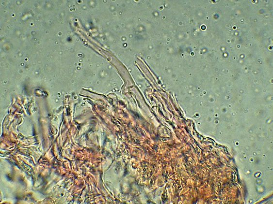 Forse Schizopora paradoxa? - foto 3343 (Phlebia aurea)