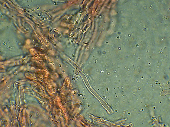 Forse Schizopora paradoxa? - foto 3343 (Phlebia aurea)