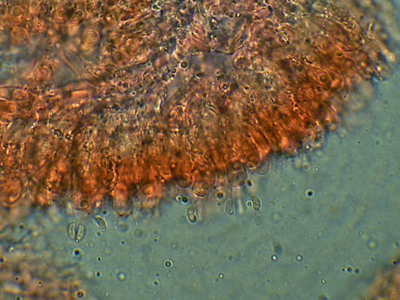 Forse Schizopora paradoxa? - foto 3343 (Phlebia aurea)