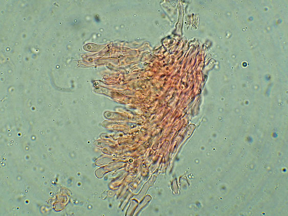 Forse Schizopora paradoxa? - foto 3343 (Phlebia aurea)