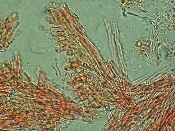 Forse Schizopora paradoxa? - foto 3343 (Phlebia aurea)