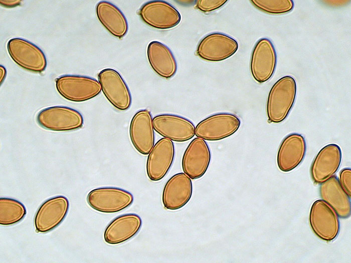 Crosta giallastra da determinare. (Coniophora arida)