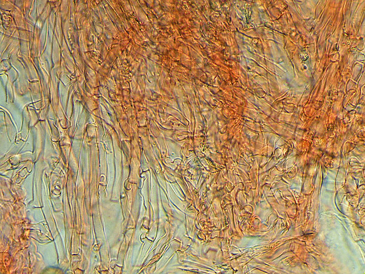 Ceppo - Crosta da determinare foto 1683 (Phlebia nothofagi)
