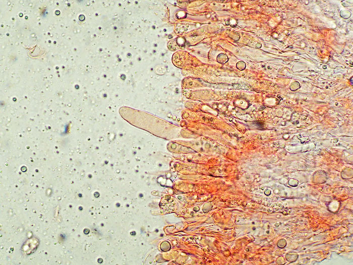 Plasmodio vs Phanerochaete?-foto3517(Hyphoderma roseocremeum
