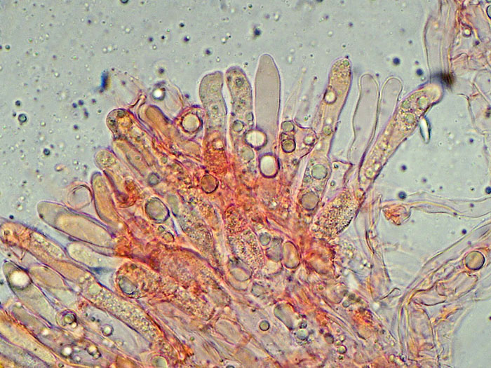 Plasmodio vs Phanerochaete?-foto3517(Hyphoderma roseocremeum