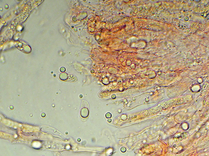 Plasmodio vs Phanerochaete?-foto3517(Hyphoderma roseocremeum