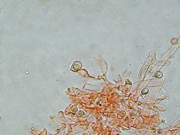Una specie rara? (Byssoporia terrestris)