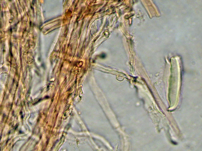 Una specie rara? (Byssoporia terrestris)