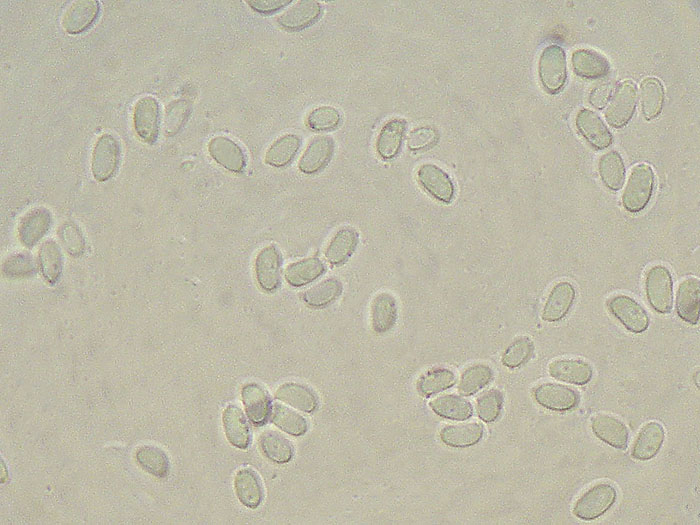 Crosta gialla da deter. - foto 3951(Phlebiopsis ravenelii)