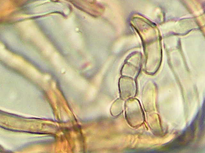 Sicuro una crosta foto 3888 e forse un lichene foto 3824