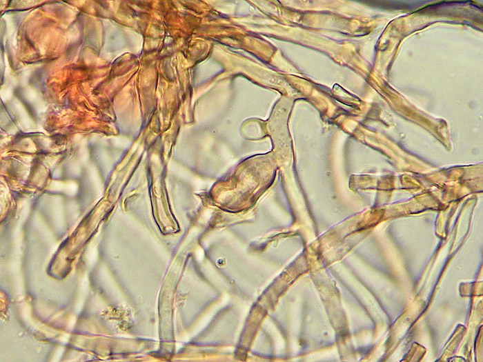 Sicuro una crosta foto 3888 e forse un lichene foto 3824