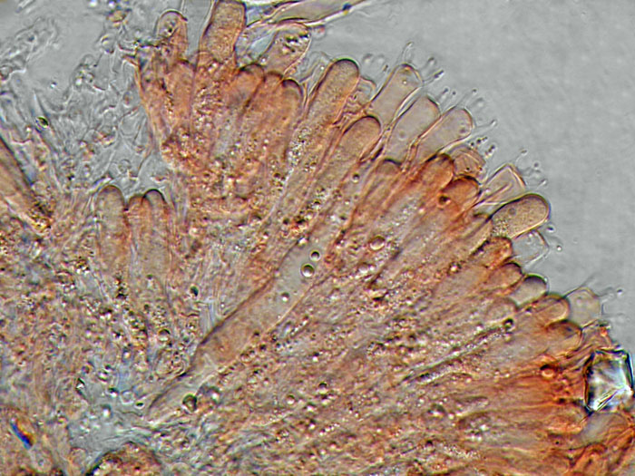 Forse un Hyphoderma con uncini?-foto 8606 (Peniophora laeta)