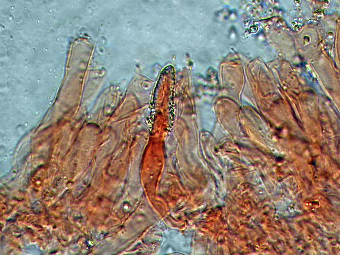 Forse un Hyphoderma con uncini?-foto 8606 (Peniophora laeta)
