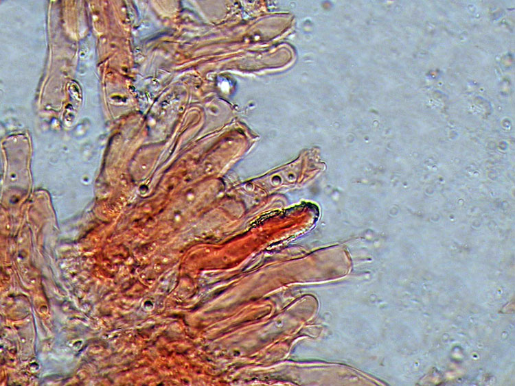 Forse un Hyphoderma con uncini?-foto 8606 (Peniophora laeta)