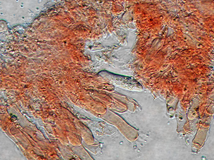 Forse un Hyphoderma con uncini?-foto 8606 (Peniophora laeta)