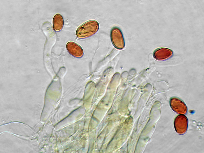 Crosta su porta - foto 8675 (Coniophora arida)