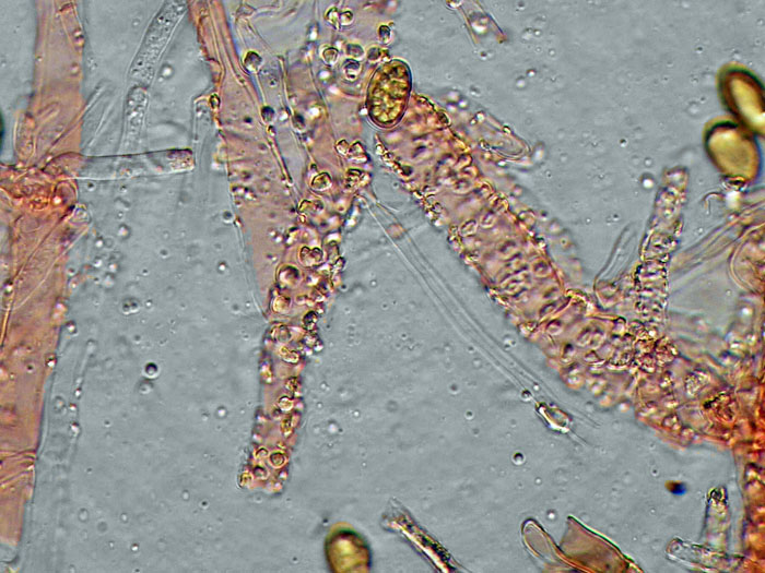 Crosta su porta - foto 8675 (Coniophora arida)