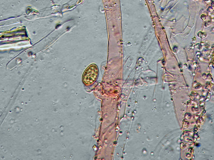 Crosta su porta - foto 8675 (Coniophora arida)