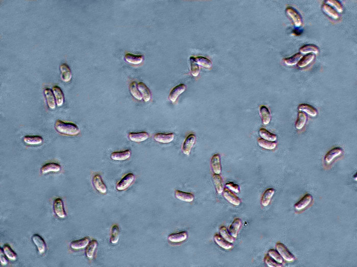 E'' sempre la solita Schizopora paradoxa?-foto8650 (Antrodia)