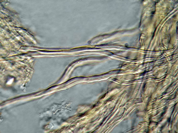 E'' sempre la solita Schizopora paradoxa?-foto8650 (Antrodia)