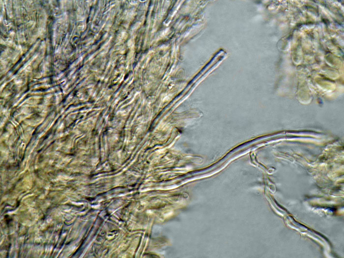 E'' sempre la solita Schizopora paradoxa?-foto8650 (Antrodia)