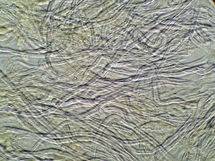 E'' sempre la solita Schizopora paradoxa?-foto8650 (Antrodia)