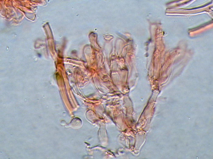 cfr. Mycoacia fuscoatra (Fr.) Donk (Schizopora paradoxa)