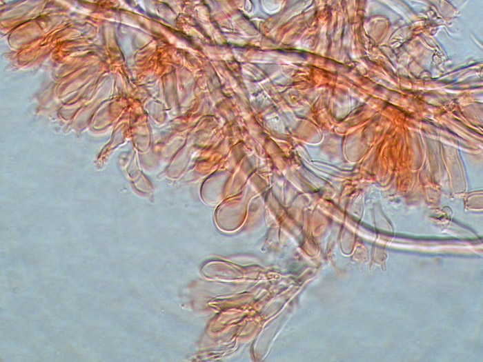 cfr. Mycoacia fuscoatra (Fr.) Donk (Schizopora paradoxa)