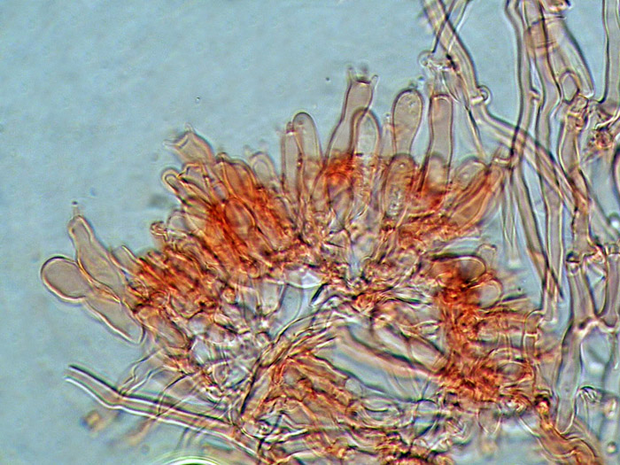 cfr. Mycoacia fuscoatra (Fr.) Donk (Schizopora paradoxa)