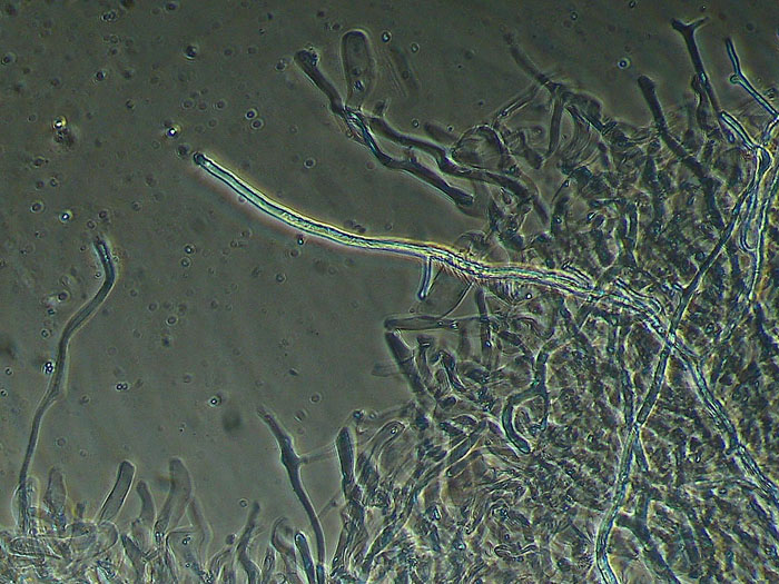 Lactarius decipiens?