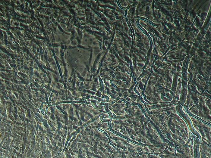 Lactarius decipiens?