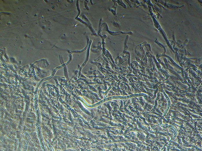 Lactarius decipiens?