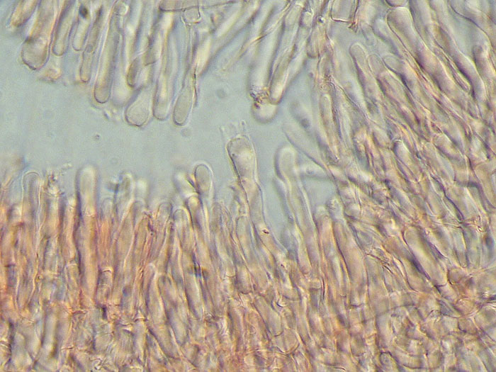 Phanerochaete....(Phanerochaete galactites)
