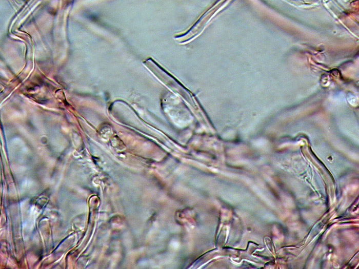 Raccolta N. 250412TC2233 (Mycoaciella bispora)