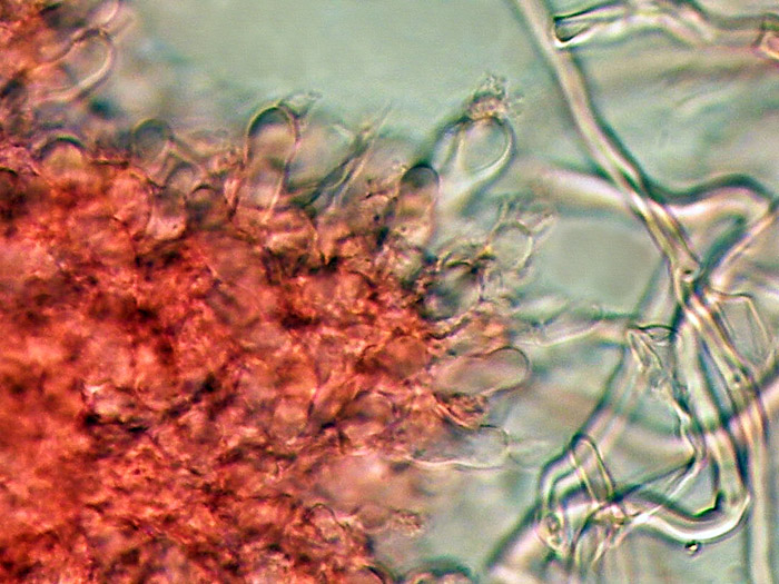Raccolta N. 250412TC2233 (Mycoaciella bispora)