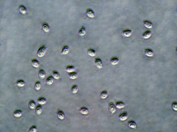 Raccolta N. 250412TC2233 (Mycoaciella bispora)