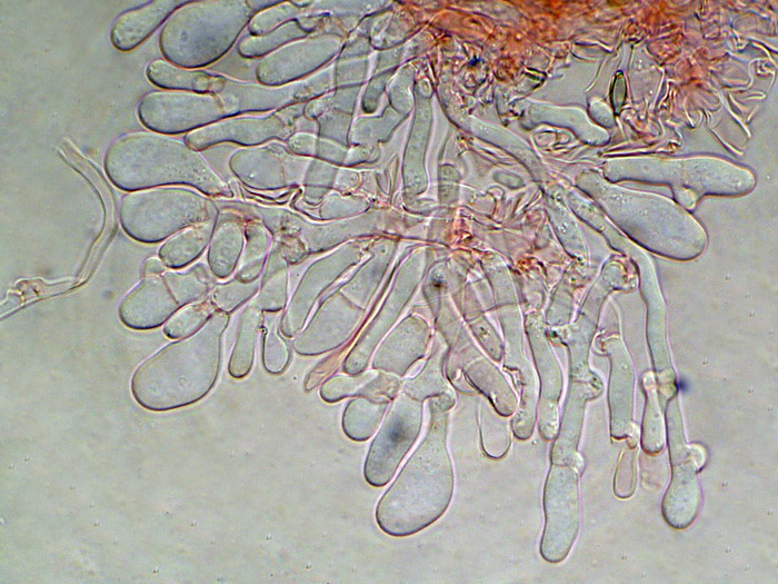 Raccolta N.260512TC1621 (Sistotremastrum suecicum)