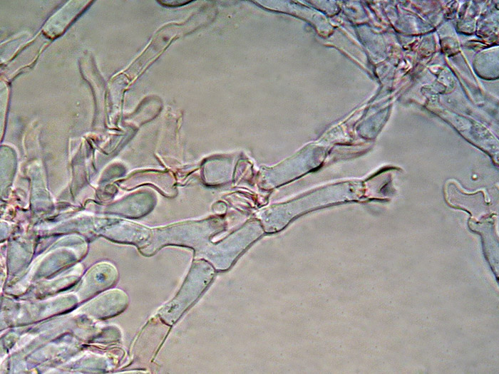 Raccolta N.260512TC1621 (Sistotremastrum suecicum)