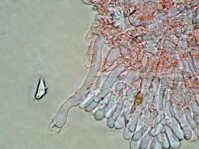 Raccolta N.260512TC1621 (Sistotremastrum suecicum)