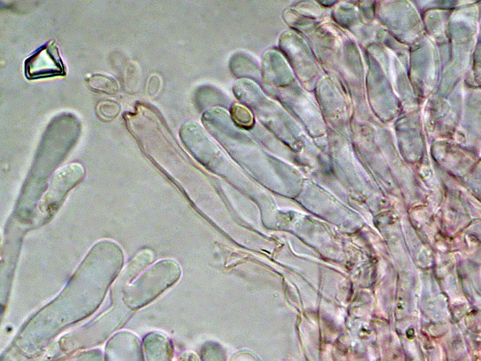 Raccolta N.260512TC1621 (Sistotremastrum suecicum)