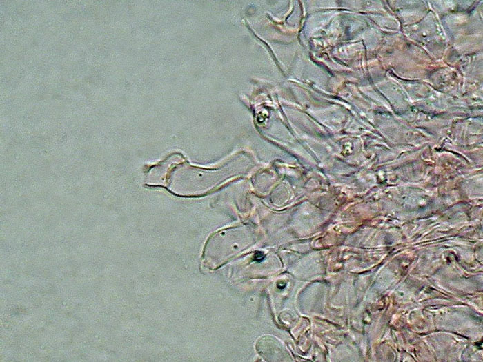 Raccolta N.260512TC1621 (Sistotremastrum suecicum)