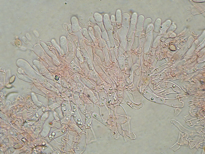 Raccolta N.260512TC1621 (Sistotremastrum suecicum)