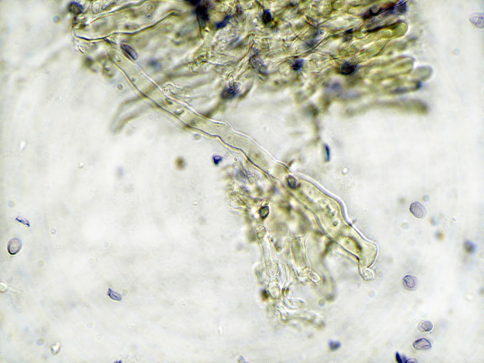 Gloeocystidiellum clavuligerum