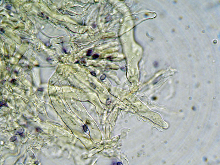 Gloeocystidiellum clavuligerum