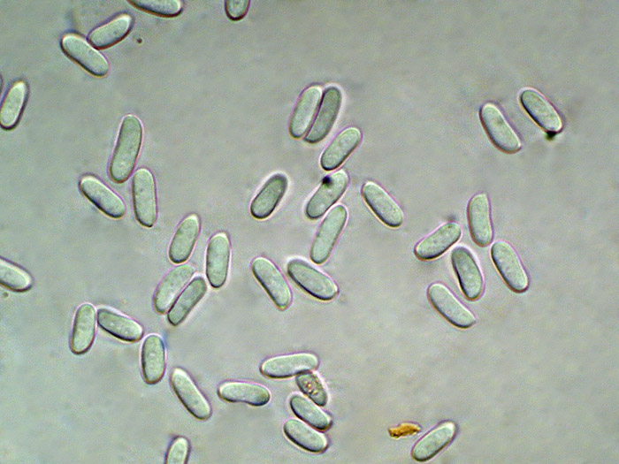 Sempre e solo Schizophora paradoxa? foto 9315