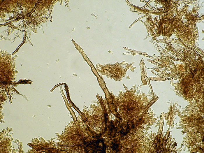 Coniophora olivacea (Fr.) P. Karst.